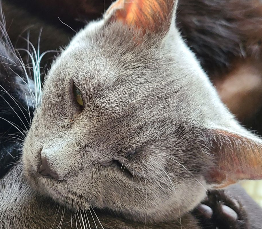 real-esrgan - AI model preview image